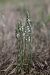 Spiranthes spiralis  - Ghislain Constans