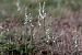 Spiranthes spiralis  - Ghislain Constans