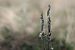 Spiranthes spiralis  - Ghislain Constans