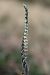Spiranthes spiralis  - Ghislain Constans