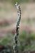 Spiranthes spiralis  - Ghislain Constans