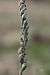 Spiranthes spiralis  - Ghislain Constans