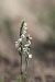 Spiranthes spiralis (Spiranthe d'automne) © Ghislain Constans