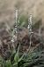 Spiranthes spiralis  - Ghislain Constans