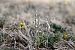 Spiranthes spiralis  - Ghislain Constans