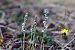 Spiranthes spiralis (Spiranthe d'automne) © Ghislain Constans