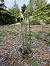 Spiranthes spiralis  - Ghislain Constans