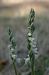 Spiranthes spiralis (Spiranthe d'automne) © Nicole Taillandier