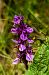 Dactylorhiza maculata  - Sébastien Marie