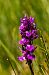 Dactylorhiza maculata (Orchis tacheté) © Sébastien Marie