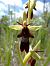 Ophrys insectifera (Ophrys mouche) © Jean-Louis Espurt