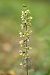 Epipactis purpurata  - Jean Valentin