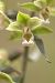 Epipactis purpurata (Épipactis violacé) © Jean Valentin