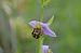 Ophrys apifera  - Bruno Lemiere