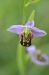 Ophrys apifera (Ophrys abeille) © Bruno Lemiere