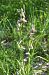Ophrys apifera  - Anonyme