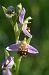 Ophrys apifera  - Anonyme