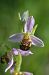 Ophrys apifera (Ophrys abeille) Anonyme