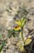 Ophrys lutea  - Bruno Lemiere