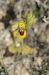 Ophrys lutea  - Bruno Lemiere