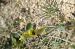 Ophrys lutea  - Bruno Lemiere