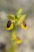 Ophrys lutea  - Bruno Lemiere