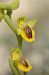 Ophrys lutea  - Bruno Lemiere