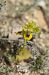Ophrys lutea  - Bruno Lemiere