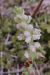 Goodyera repens (Goodyère rampante) © Laurent Fourneret