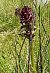 Gymnadenia rhellicani (Orchis vanillé) © Laurent Fourneret