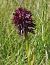Gymnadenia rhellicani (Orchis vanillé) © Laurent Fourneret