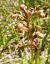 Coeloglossum viride (Orchis grenouille) © Laurent Fourneret
