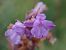 Gymnadenia indet. group. conopsea (Orchis 