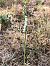Spiranthes spiralis - Armelle Bass