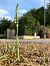 Spiranthes spiralis - Armelle Bass