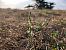 Spiranthes spiralis (Spiranthe d'automne) © Armelle Bass