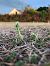 Spiranthes spiralis  - Armelle Bass