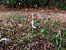 Spiranthes spiralis (Spiranthe d'automne) © Armelle Bass