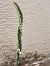 Spiranthes spiralis (Spiranthe d'automne) © Armelle Bass