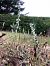 Spiranthes spiralis (Spiranthe d'automne) © Armelle Bass