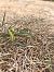 Spiranthes spiralis (Spiranthe d'automne) © Armelle Bass