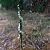 Spiranthes spiralis (Spiranthe d'automne) © Armelle Bass