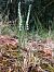 Spiranthes spiralis  - Armelle Bass