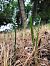 Spiranthes spiralis  - Armelle Bass