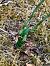 Spiranthes spiralis (Spiranthe d'automne) © Armelle Bass