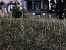 Spiranthes spiralis (Spiranthe d'automne) © Armelle Bass