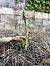 Spiranthes spiralis  - Armelle Bass