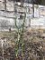Spiranthes spiralis  - Armelle Bass
