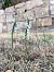 Spiranthes spiralis (Spiranthe d'automne) © Armelle Bass