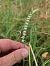 Spiranthes spiralis (Spiranthe d'automne) © Pascal Chaumet